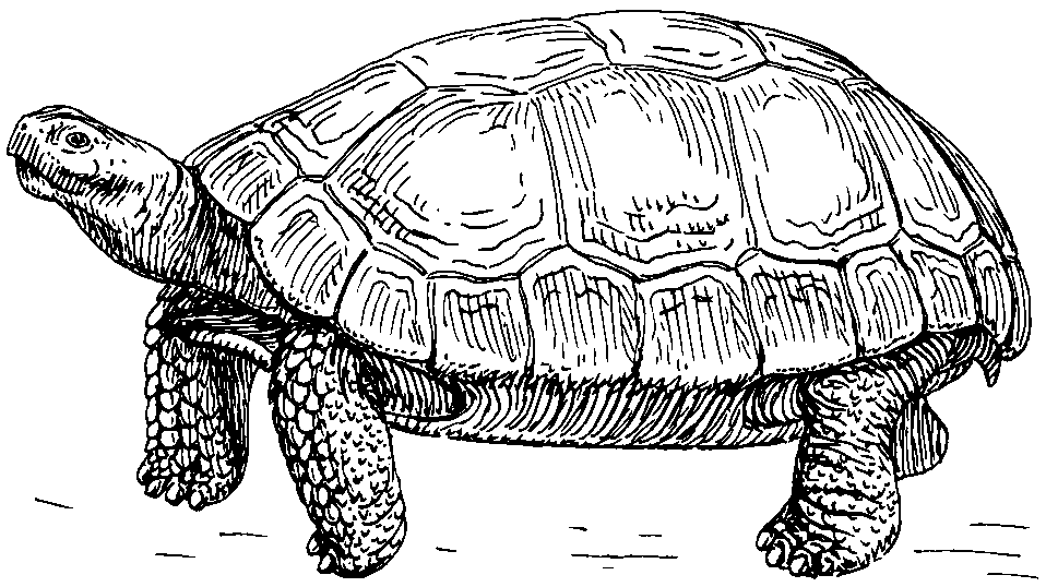 language-img